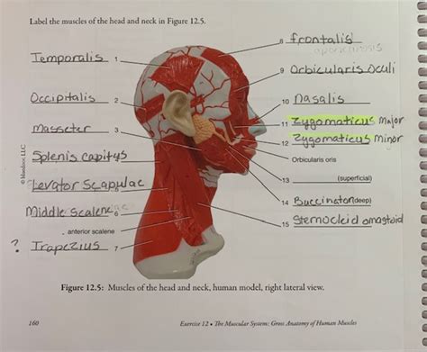 Art-labeling activity muscles of the head. Things To Know About Art-labeling activity muscles of the head. 